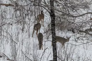 16420 Lake Ridge Dr, Maple Grove, MN 55311 - Photo 34