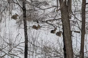 16420 Lake Ridge Dr, Maple Grove, MN 55311 - Photo 36