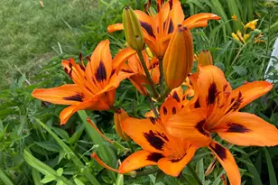 1769 Ross Ave, Saint Paul, MN 55106 - Photo 30