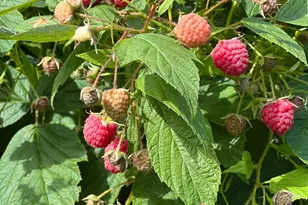 8020 80th St NW, Milan, MN 56262 - Photo 66