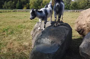 4251 115th St SE, Delano, MN 55328 - Photo 52