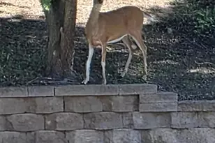 6689 Pine Crest Trail S, Cottage Grove, MN 55016 - Photo 28