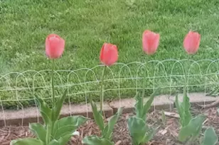 718 Stearns Ave, Paynesville, MN 56362 - Photo 20