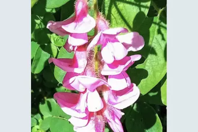 718 Stearns Avenue, Paynesville, MN 56362 - Photo 56