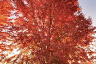 718 Stearns Ave, Paynesville, MN 56362 - Photo 60