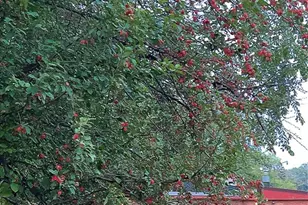 240 Kneale Ave N, Thief River Falls, MN 56701 - Photo 42