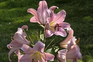 4391 Bridgewater Rd, South Haven, MN 55382 - Photo 42