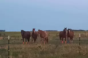 63501 300th St, Chokio, MN 56221 - Photo 50