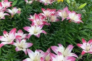 2658 Shadow Ln, Chaska, MN 55318 - Photo 66