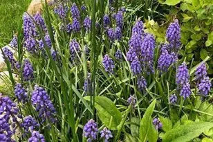 2658 Shadow Ln, Chaska, MN 55318 - Photo 56