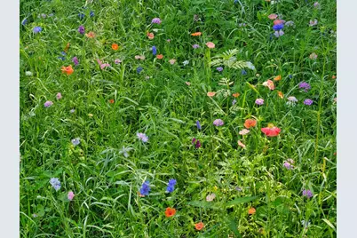 36365 654th Avenue, Watkins, MN 55389 - Photo 36