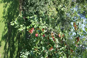 20762 468th Ave, Morris, MN 56267 - Photo 20