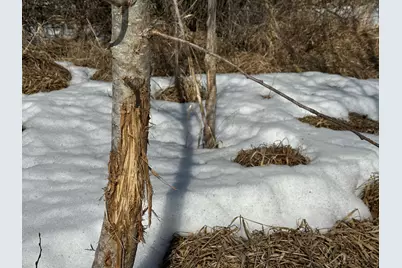 Tbd 635th Avenue, Sebeka, MN 56477 - Photo 16