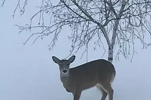 28983 320th Ave Way, Red Wing, MN 55066 - Photo 136