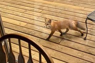 51070 Lake Six Rd, Frazee, MN 56544 - Photo 44