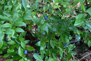 14523 Bistram Rd, Grantsburg, WI 54840 - Photo 8