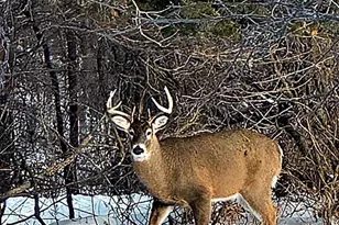 17531 County 41 Blvd, Red Wing, MN 55066 - Photo 108