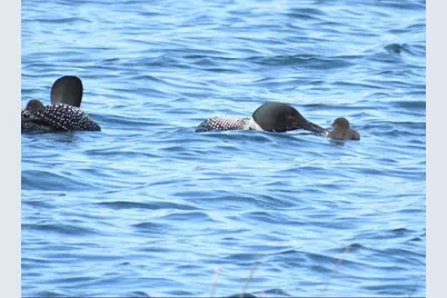 10065 Amigo Trail, Grey Eagle, MN 56336 - Photo 38