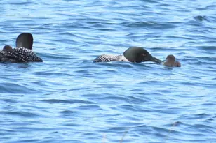 10065 Amigo Trail, Grey Eagle, MN 56336 - Photo 38