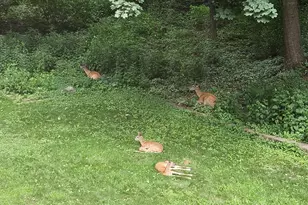 352 Cimarron Rd, Apple Valley, MN 55124 - Photo 82