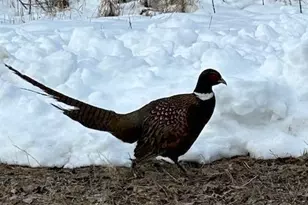 1199 Long Beach Dr, Detroit Lakes, MN 56501 - Photo 48