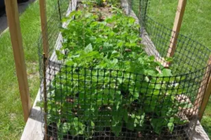 2611 Parkview Blvd, Robbinsdale, MN 55422 - Photo 32