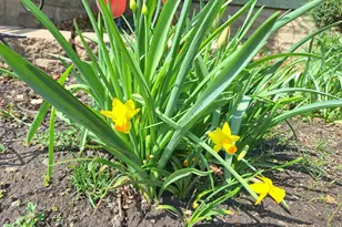 613 11th St SE, Rochester, MN 55904 - Photo 42