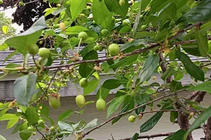 1136 Maryland Ave E, Saint Paul, MN 55106 - Photo 50