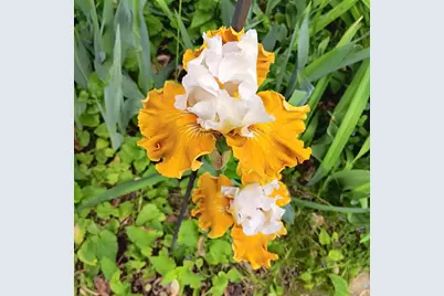 1136 Maryland Avenue E, Saint Paul, MN 55106 - Photo 48