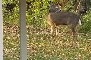 561 Deer Ridge Ln S, Maplewood, MN 55119 - Photo 44