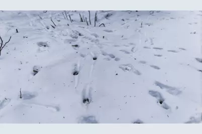 Tbd N Little Turtle Lake Rd, Marcell, MN 56657 - Photo 26