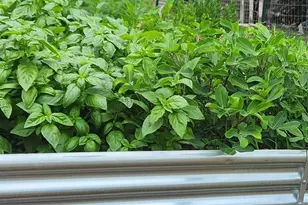 15123 Fox St NW, Andover, MN 55304 - Photo 56