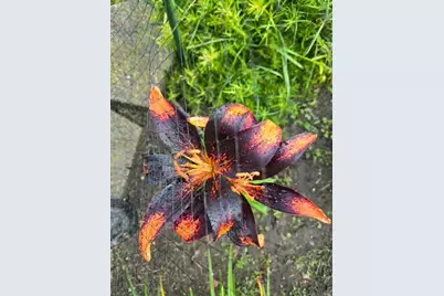 608 Forest View Avenue, Park Rapids, MN 56470 - Photo 46