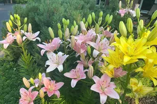 8323 W Franklin Ave, Saint Louis Park, MN 55426 - Photo 60