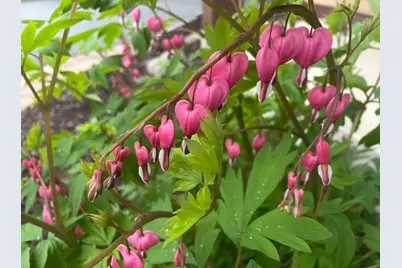 8323 W Franklin Avenue, Saint Louis Park, MN 55426 - Photo 62