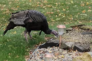 1235 N Sutton Lake Blvd, Jordan, MN 55352 - Photo 86