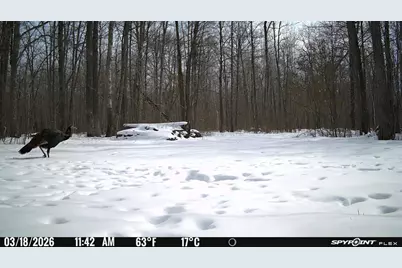 Tbd- 315th Avenue, Laporte, MN 56461 - Photo 34