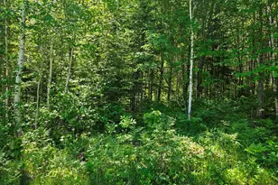 232 Scenic Estates Dr, Bigfork, MN 56628 - Photo 22
