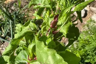 9447 Pilgrim Ln N, Maple Grove, MN 55369 - Photo 40