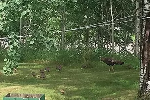 66605 Norway Spruce Rd, Finlayson, MN 55735 - Photo 30