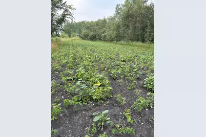 51339 350th Street, Salol, MN 56756 - Photo 30