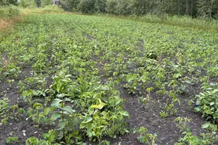 51339 350th St, Salol, MN 56756 - Photo 30