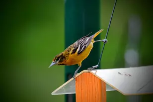 3710 60th Ave SW, Rochester, MN 55902 - Photo 12