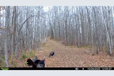 2515 Highway 23, Wrenshall, MN 55797 - Photo 14