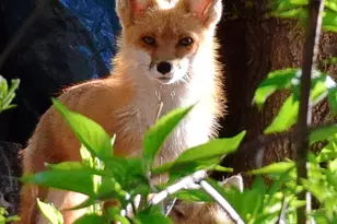 6466 Stillwater Blvd N, Oakdale, MN 55128 - Photo 54