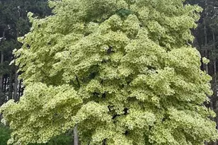 8555 15th Ave NW, Rice, MN 56367 - Photo 36