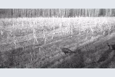 11680 County 59 Road, Orr, MN 55771 - Photo 18