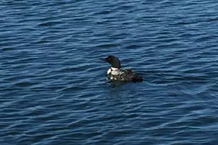 33332 Lone Pine Dr, Browerville, MN 56438 - Photo 38