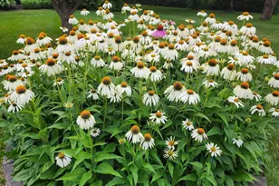 29219 149th St NW, Zimmerman, MN 55398 - Photo 34