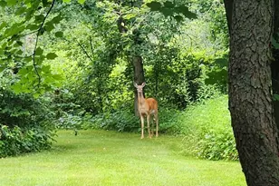 29219 149th St NW, Zimmerman, MN 55398 - Photo 6